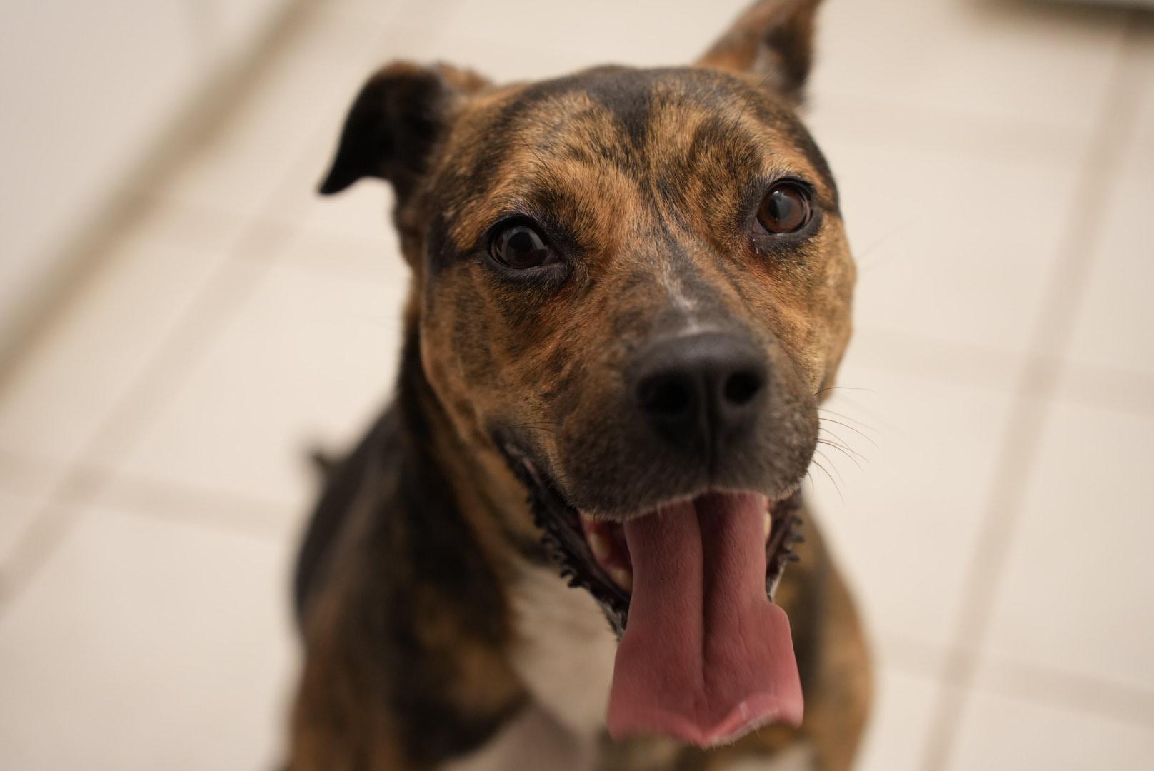 Enlarge Talulah, a ADOPTABLE mixed breed in Oshawa, ON image 3/5