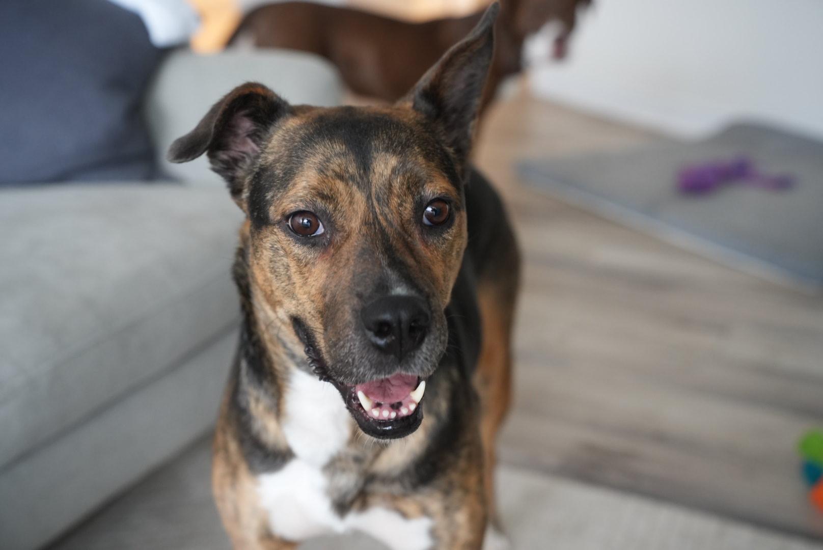 Enlarge Talulah, a ADOPTABLE mixed breed in Oshawa, ON image 1/5