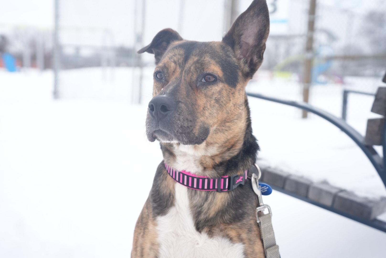 Enlarge Talulah, a ADOPTABLE mixed breed in Oshawa, ON image 1/6