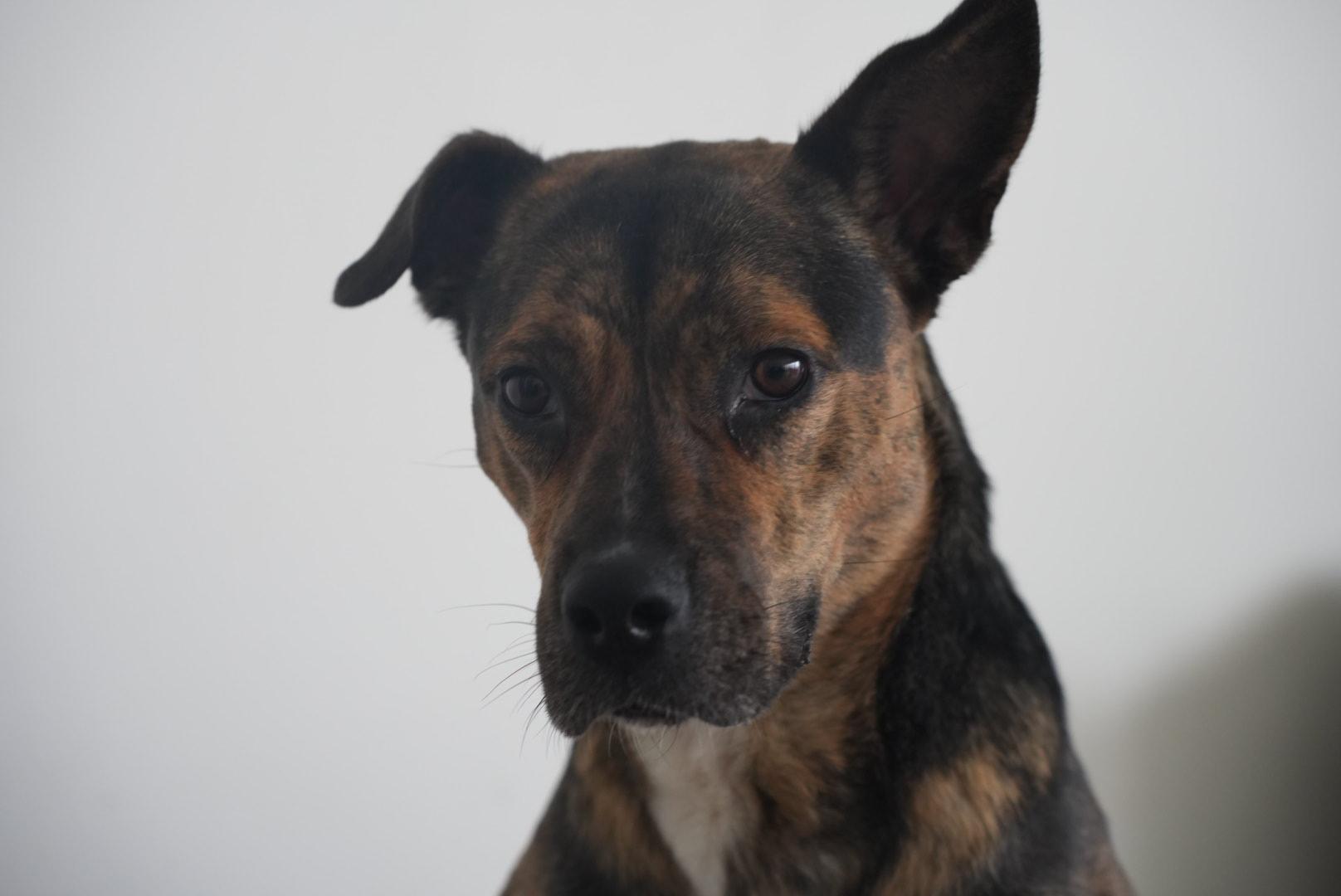 Enlarge Talulah, a ADOPTABLE mixed breed in Oshawa, ON image 6/6