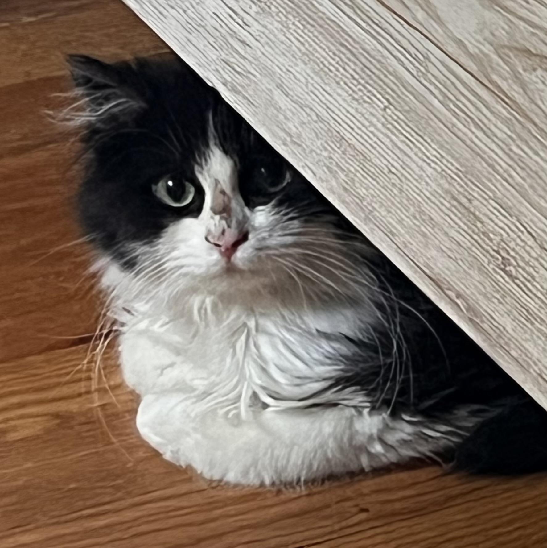 Enlarge Domino, an adopted Domestic Short Hair in Bellmawr, NJ image 2/4