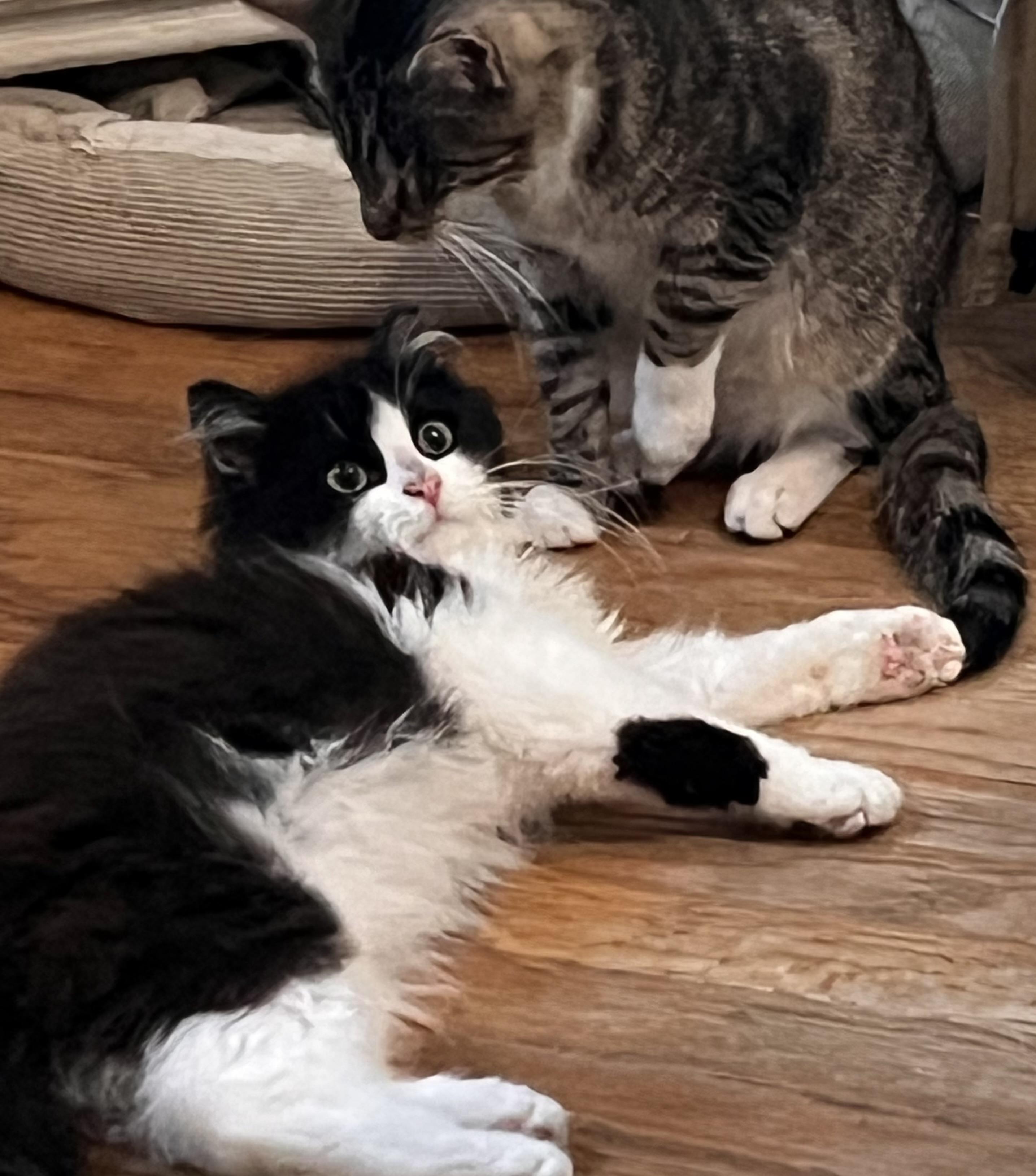 Enlarge Domino, an adopted Domestic Short Hair in Bellmawr, NJ image 3/4