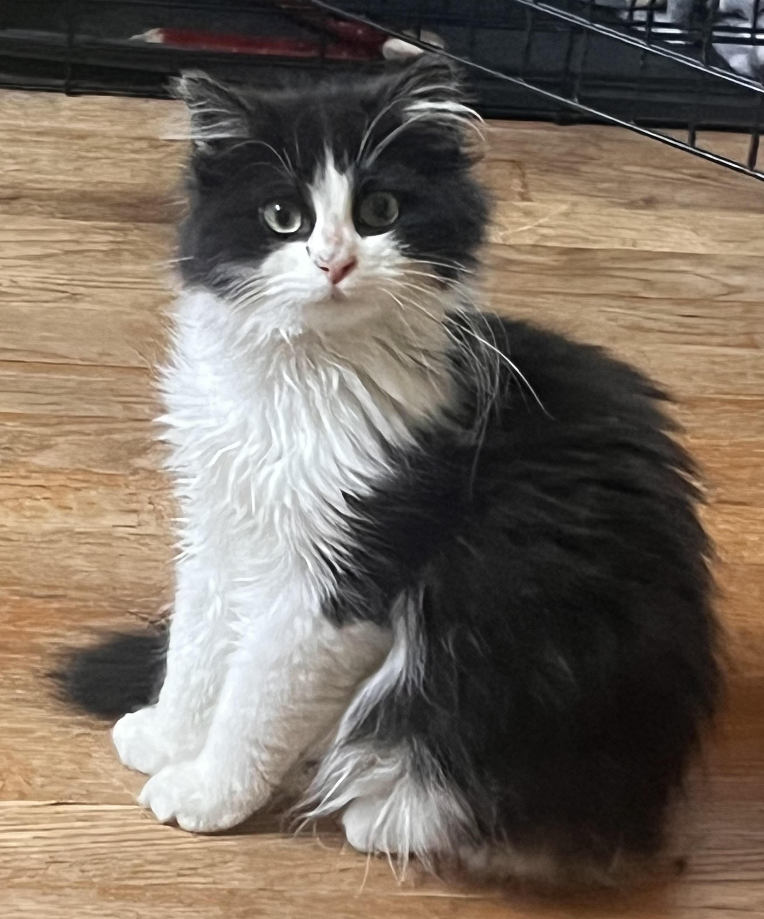Domino, adopted, Young Male Domestic Short Hair.