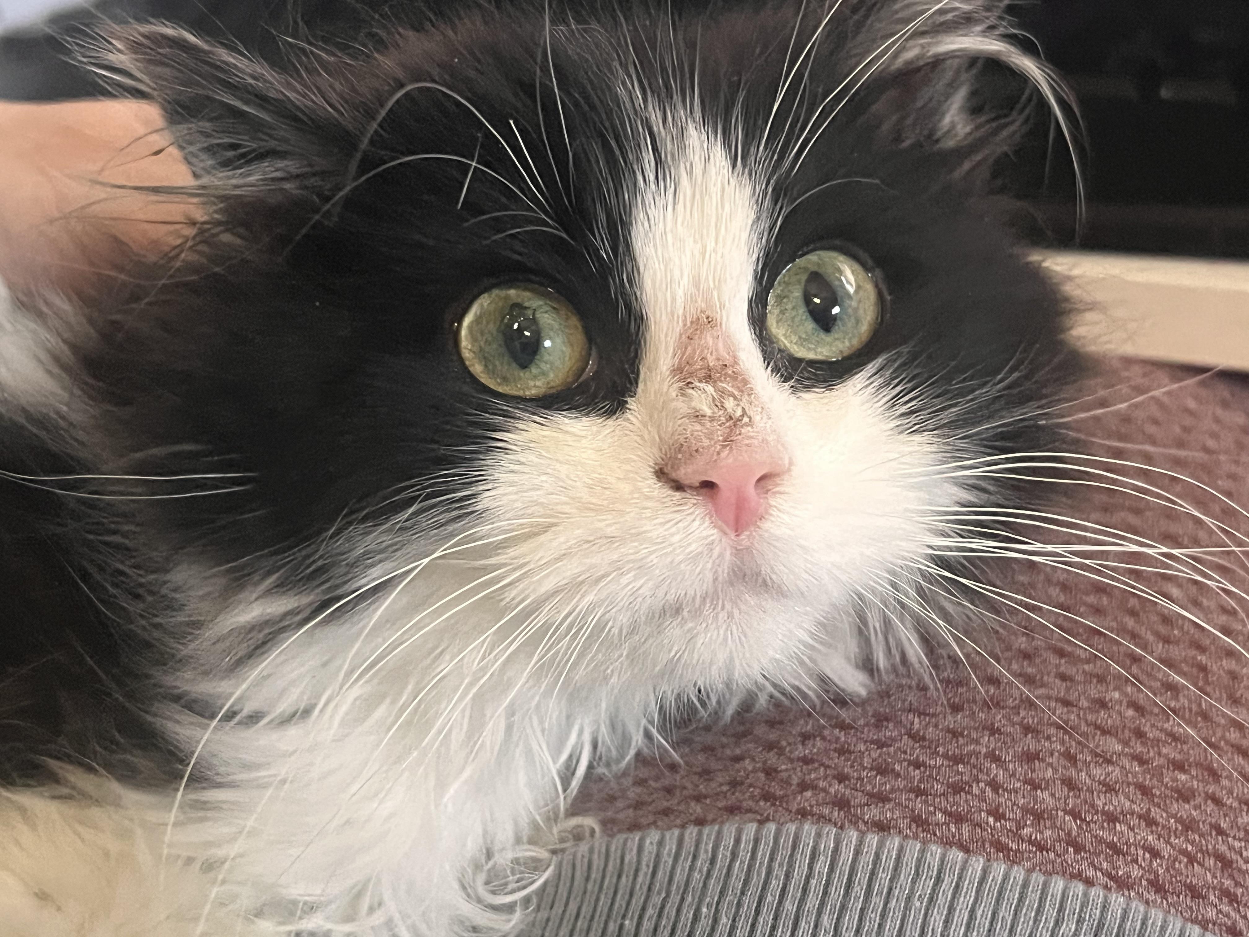 Enlarge Domino, an adopted Domestic Short Hair in Bellmawr, NJ image 4/4