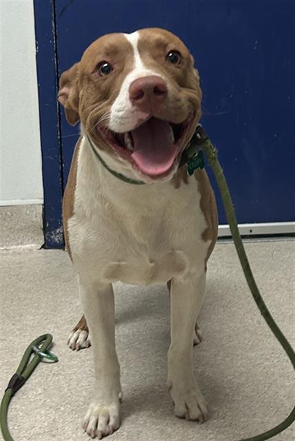 PUPPY, Adoptable, Young Male Pit Bull Terrier.