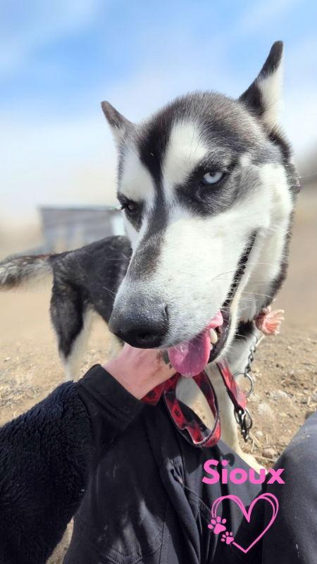 Sioux, Adoptable, Adult Female Husky.