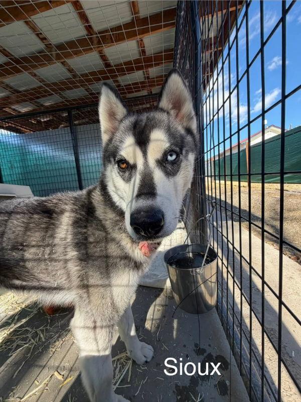 Enlarge Sioux, a Adoptable Husky in Monte Vista, CO image 3/3