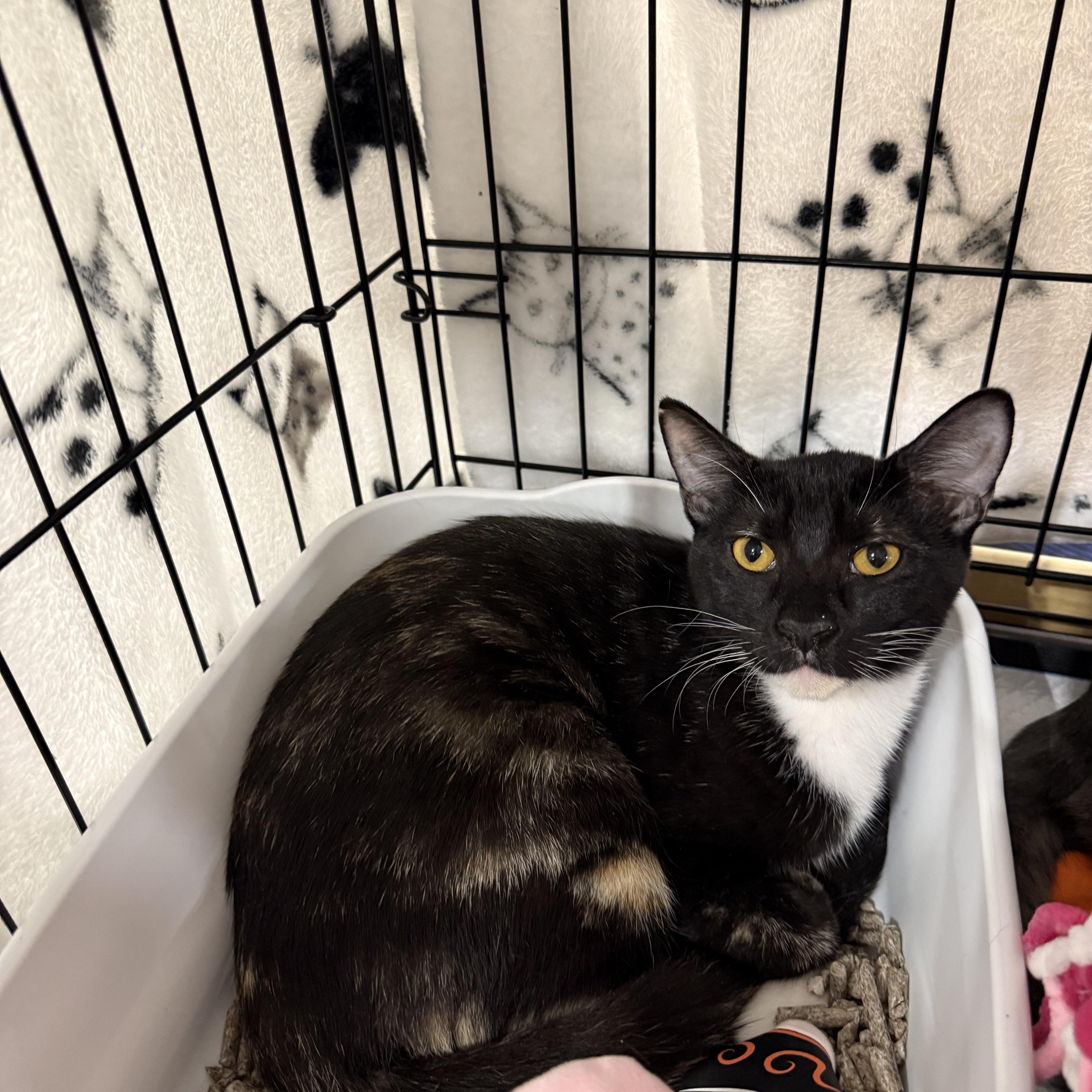 Peony, Adoptable, Kitten Female Tortoiseshell & Calico.