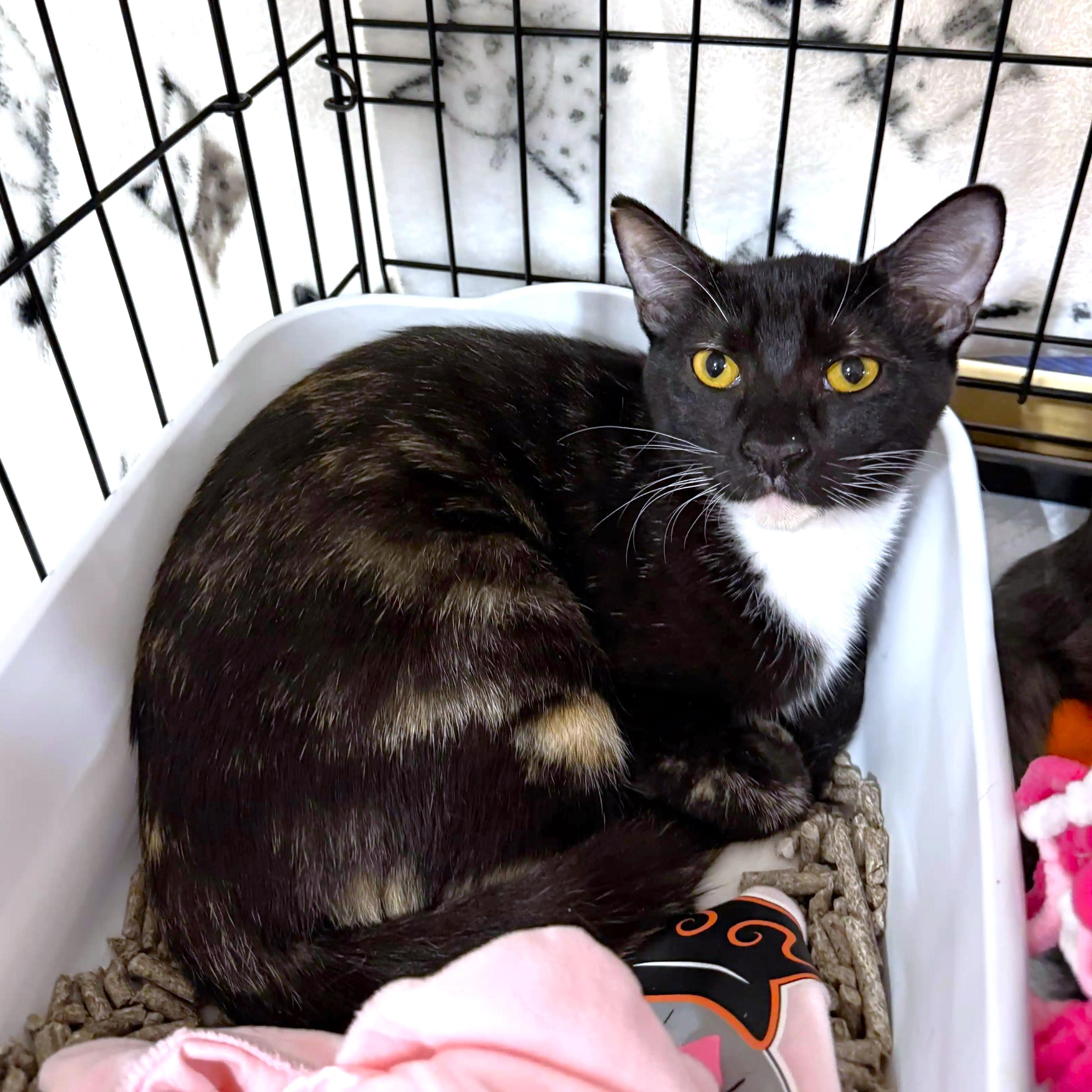 Peony, Adoptable, Kitten Female Tortoiseshell & Calico.