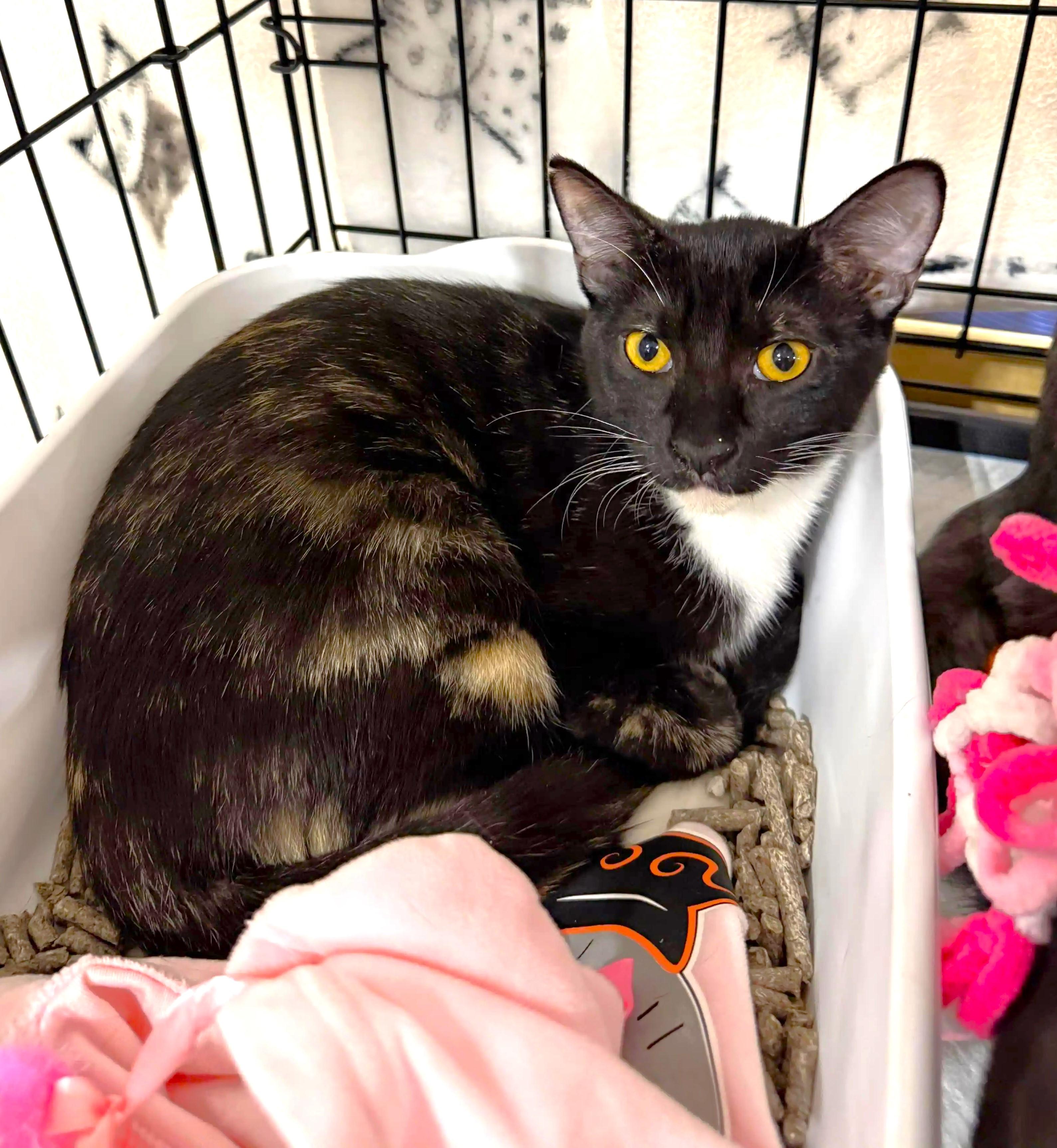 Enlarge Peony, a Adoptable mixed breed in Fresno, CA image 4/4