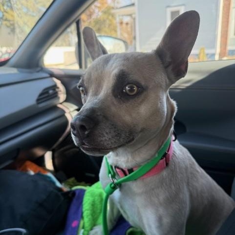 Blonde, a ADOPTABLE mixed breed in Williston, VT image 2/5