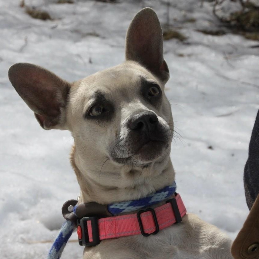 Blonde, a ADOPTABLE mixed breed in Williston, VT image 1/5