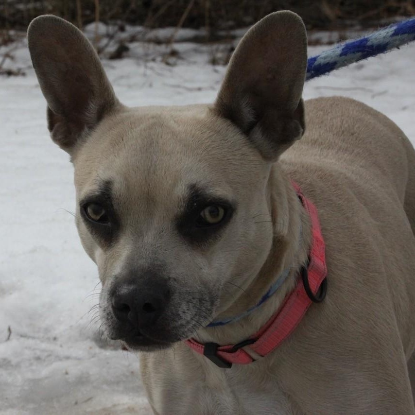 Blonde, a ADOPTABLE mixed breed in Williston, VT image 4/5