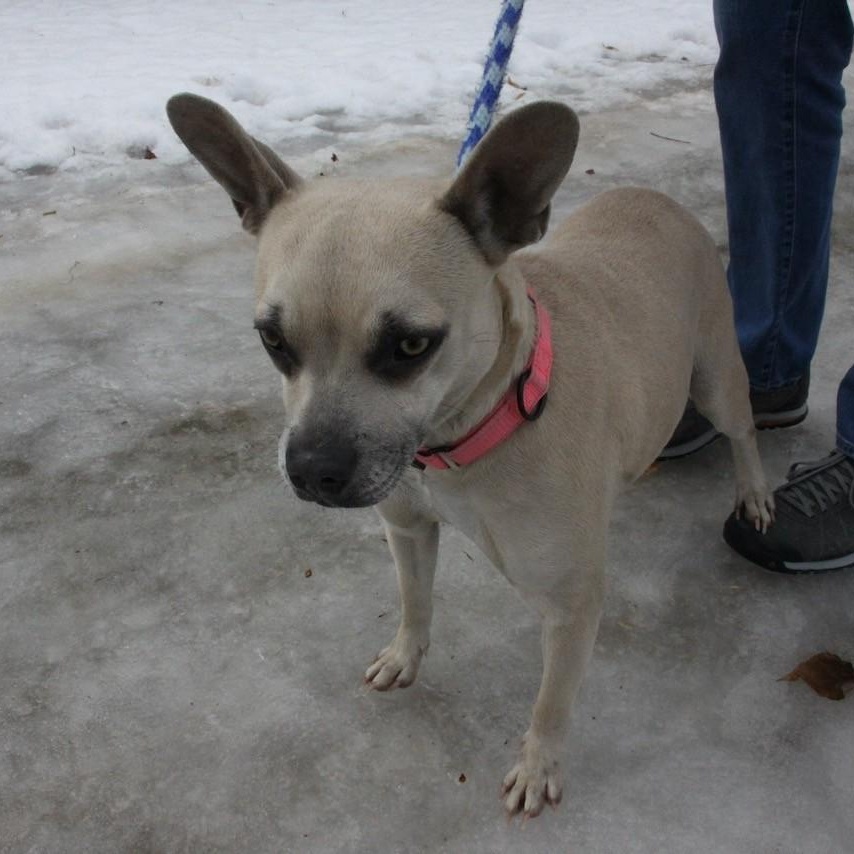 Blonde, a ADOPTABLE mixed breed in Williston, VT image 5/5