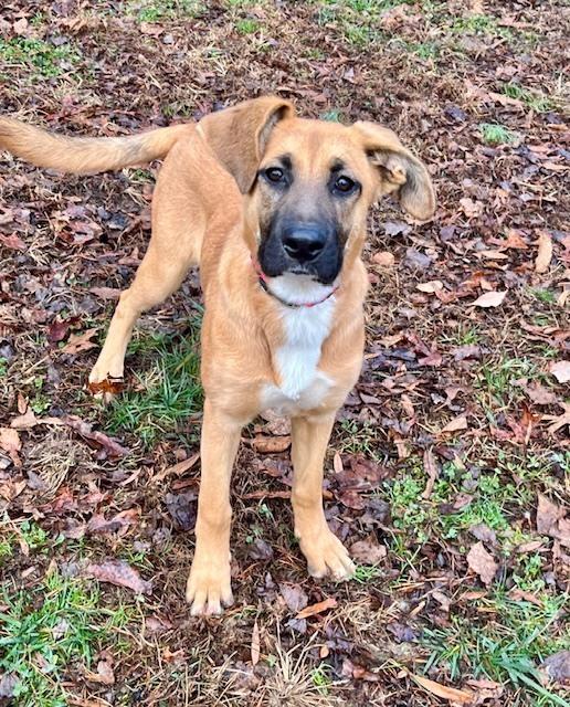 Cannolli, Adoptable, Young Female Shepherd.