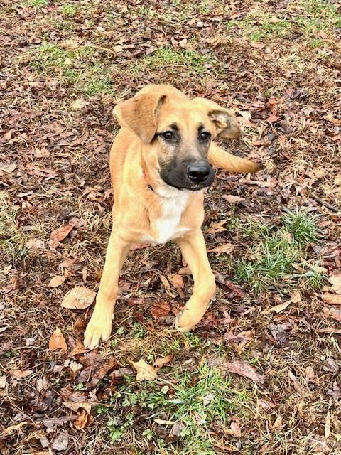 Cannolli, a Adoptable mixed breed in Mocksville, NC image 2/3