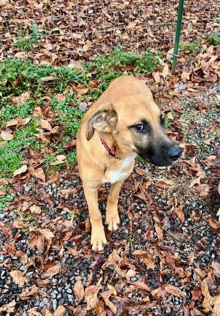 Cannolli, a Adoptable mixed breed in Mocksville, NC image 3/3