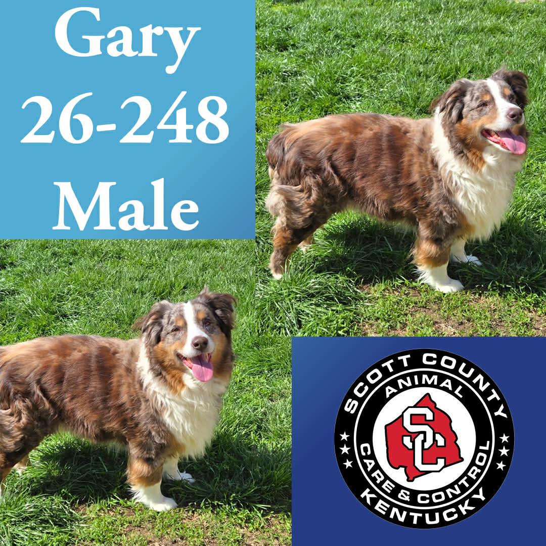Enlarge Gary, a Adopted Australian Shepherd in Georgetown, KY image 1/1