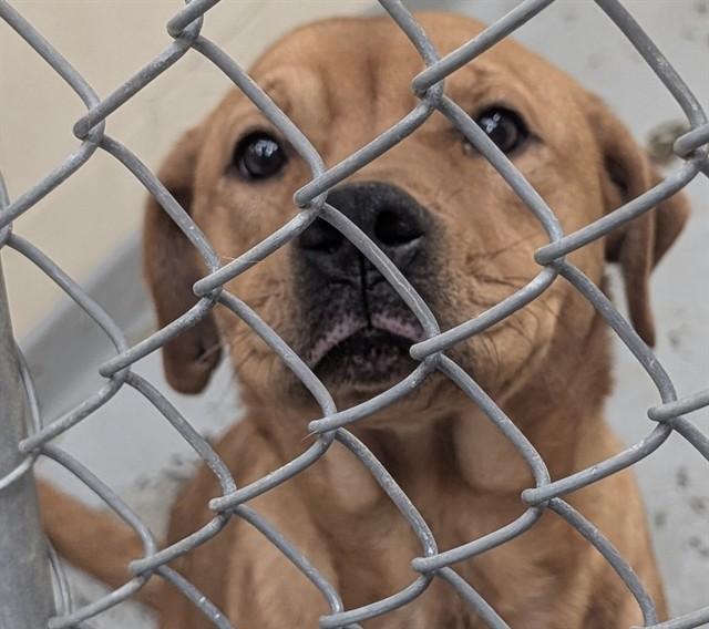 Enlarge MARLEY, a Adoptable mixed breed in Anchorage, AK image 1/1