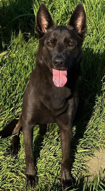 Pumpkin, a Adoptable mixed breed in Visalia, CA image 1/3