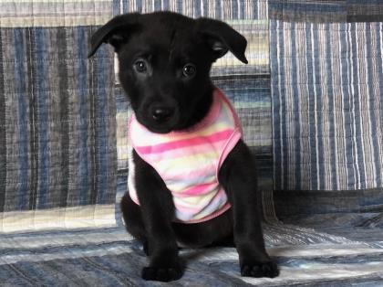 Pumpkin, Adoptable, Adult Female German Shepherd Dog & Mixed Breed.