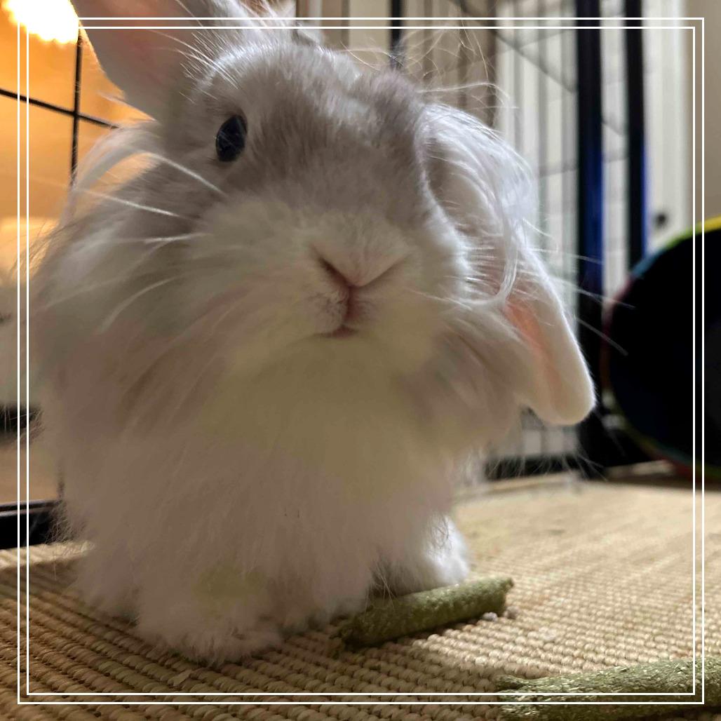 Cream Cheese, a Adoptable American Fuzzy Lop in The Woodlands, TX image 1/6