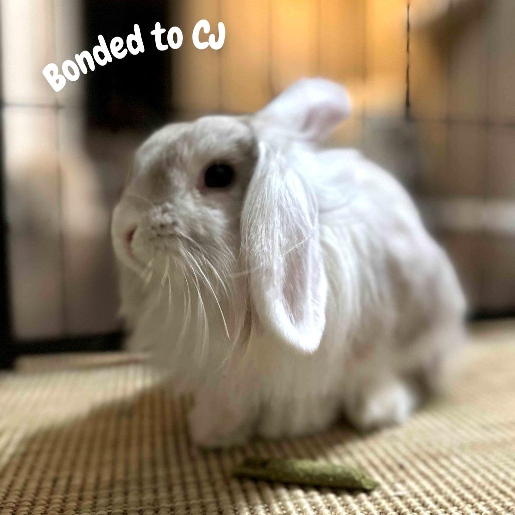 Enlarge Cream Cheese, a Adoptable American Fuzzy Lop in The Woodlands, TX image 2/6