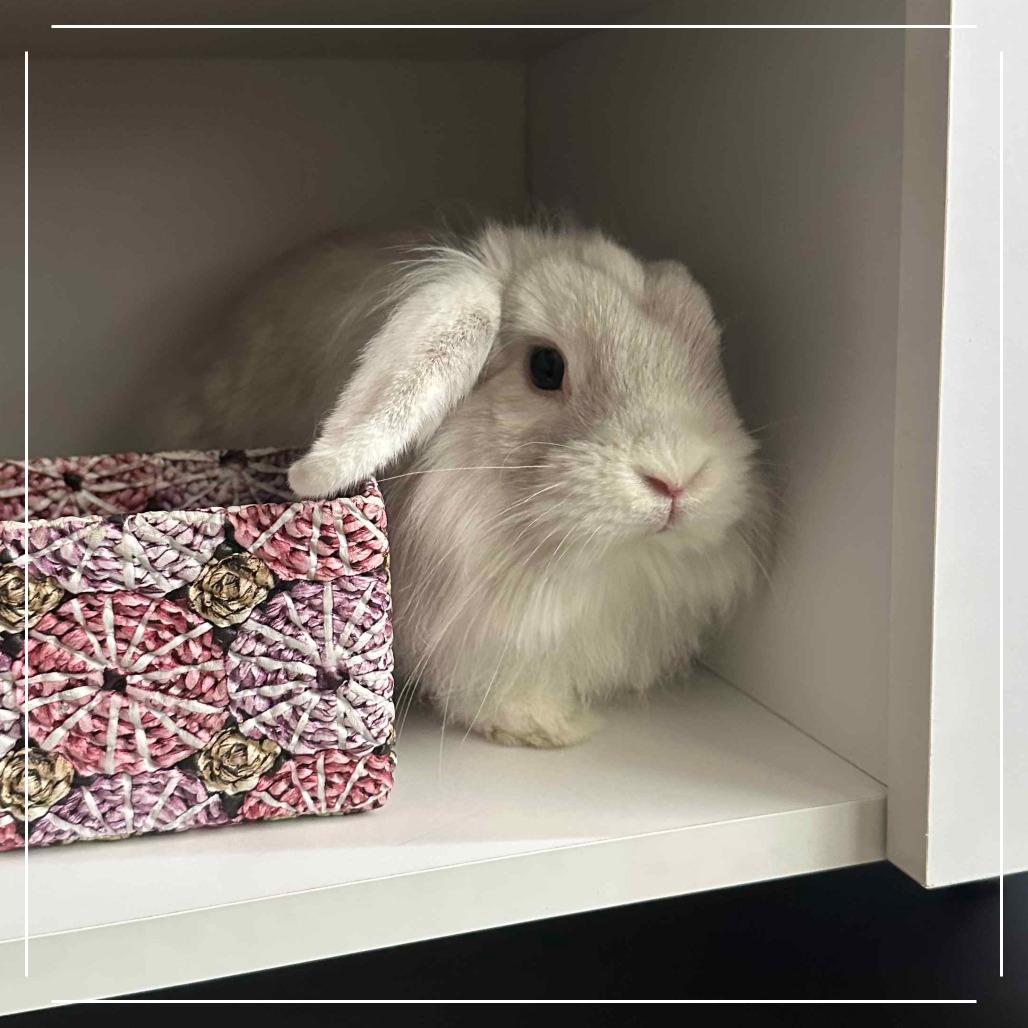 Enlarge Cream Cheese, a Adoptable American Fuzzy Lop in The Woodlands, TX image 3/6