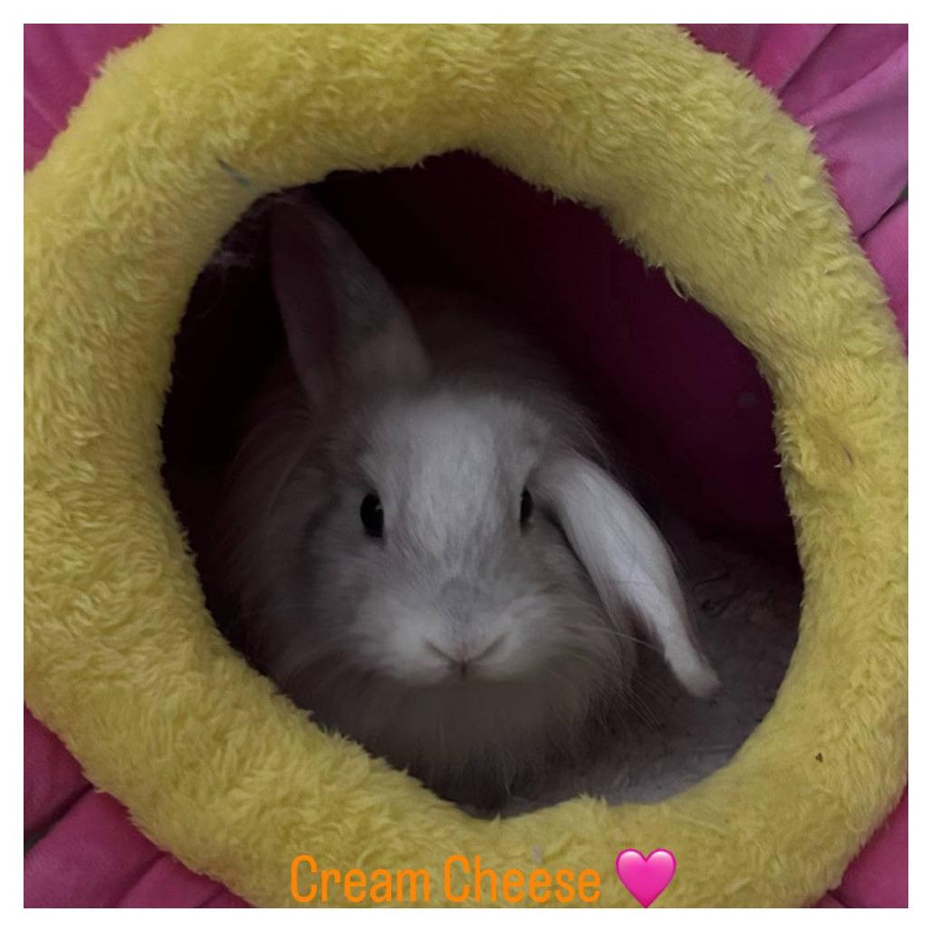Cream Cheese, a Adoptable American Fuzzy Lop in The Woodlands, TX image 4/6