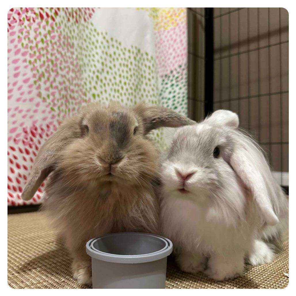 Cream Cheese, a Adoptable American Fuzzy Lop in The Woodlands, TX image 5/6