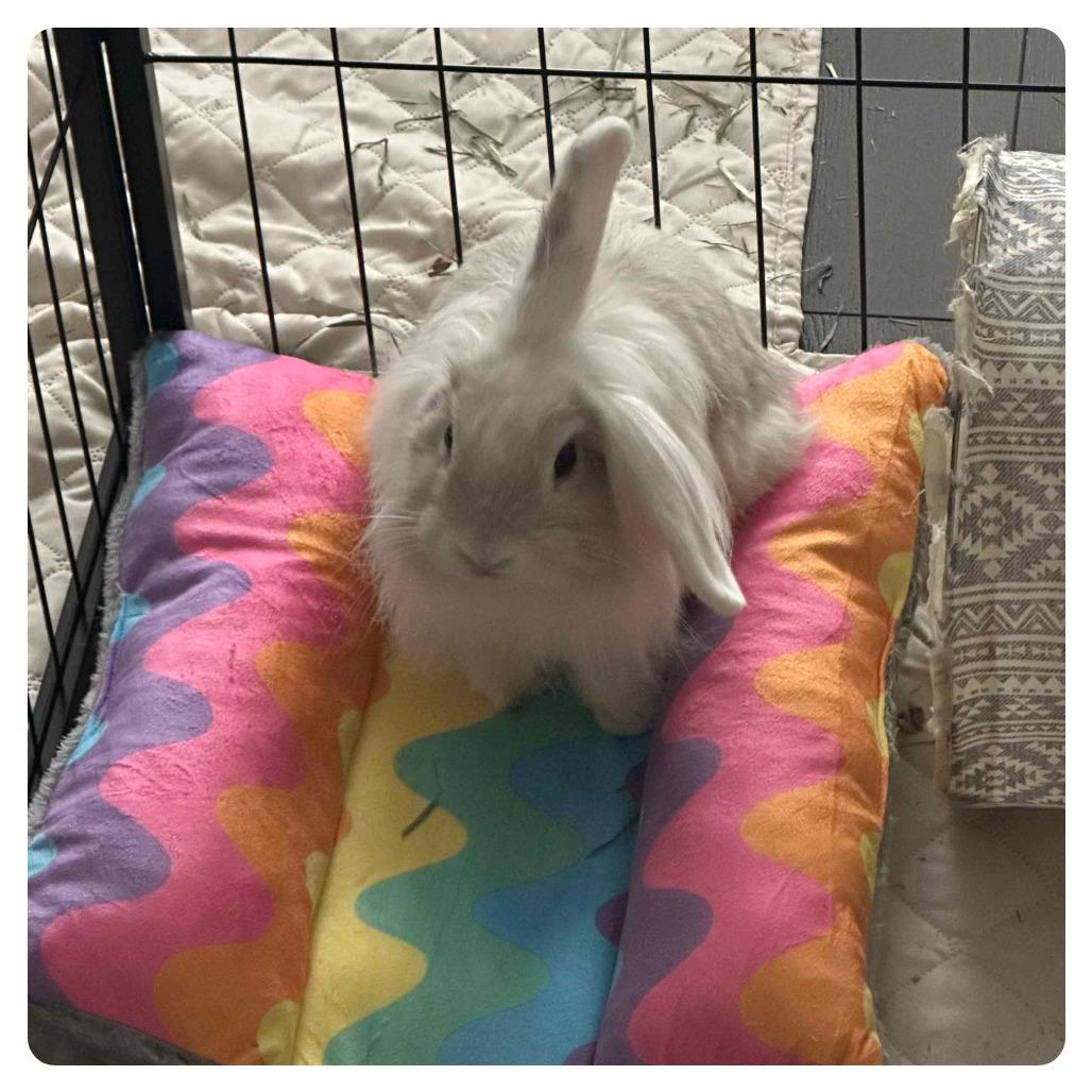 Cream Cheese, a Adoptable American Fuzzy Lop in The Woodlands, TX image 6/6