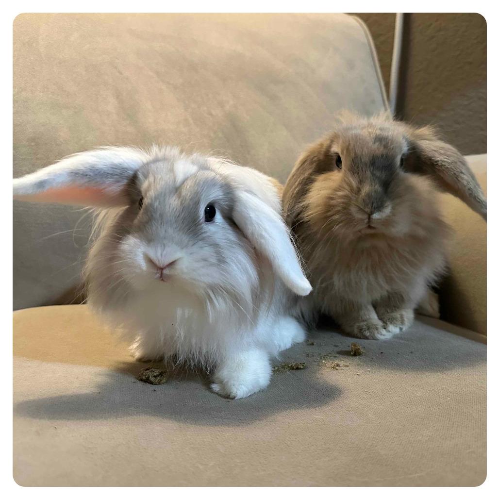 Enlarge Cream Cheese, a Adoptable American Fuzzy Lop in The Woodlands, TX image 5/6