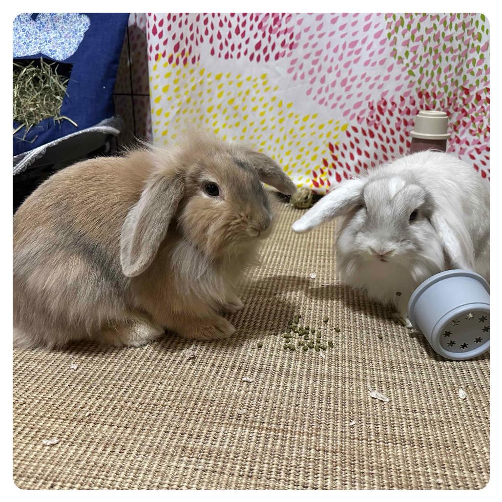 Enlarge Cream Cheese, a Adoptable American Fuzzy Lop in The Woodlands, TX image 6/6