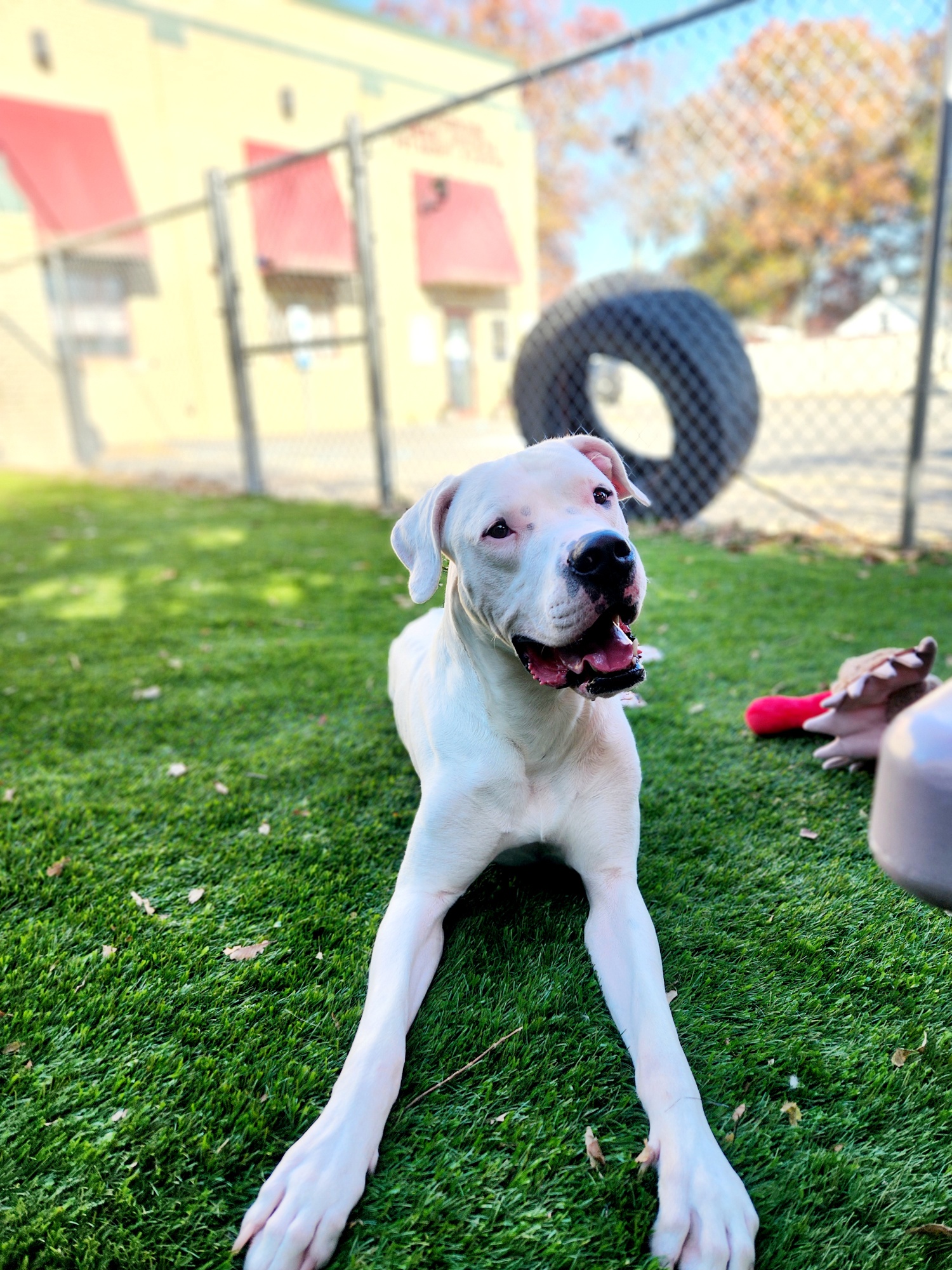 Chico, Adoptable, Adult Male Dogo Argentino.