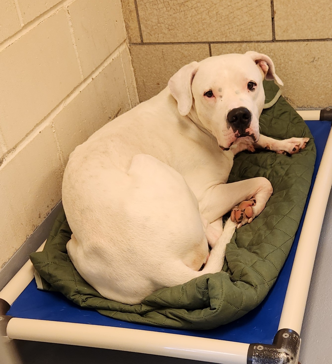 Enlarge Chico, a Adoptable Dogo Argentino in Sewaren, NJ image 3/3