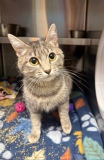 Enlarge Mia, an adopted Domestic Short Hair in Liberty, MO image 1/2