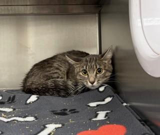 Enlarge Mia, a ADOPTABLE Domestic Short Hair in Liberty, MO image 2/3