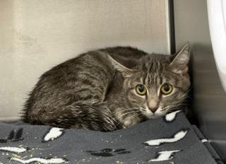 Enlarge Mia, a ADOPTABLE Domestic Short Hair in Liberty, MO image 3/3