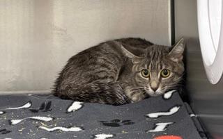 Enlarge Mia, a ADOPTABLE Domestic Short Hair in Liberty, MO image 1/3