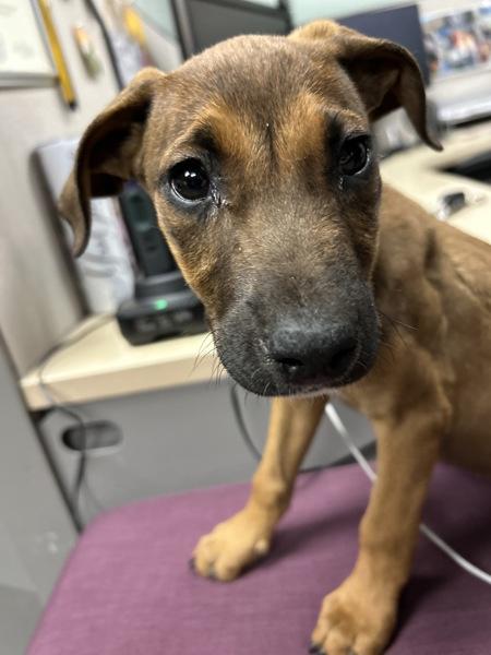 Splenda, Adoptable, Young Female German Shepherd Dog.