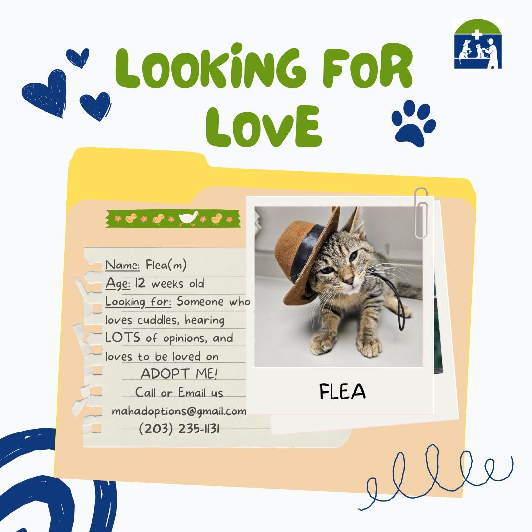 Flea, Adopted, Kitten Male Tabby.