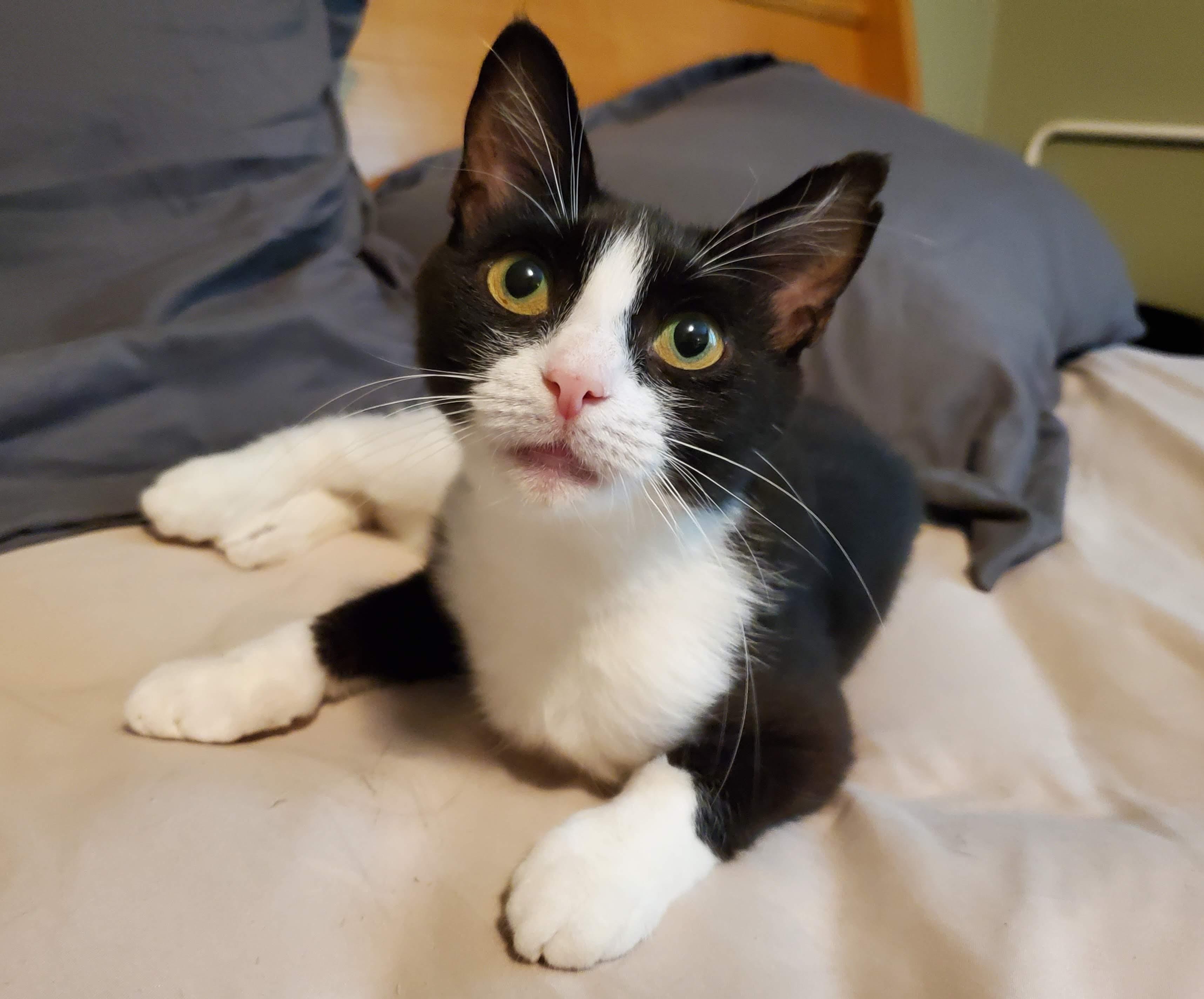 Delia, Adult Female Domestic Short Hair