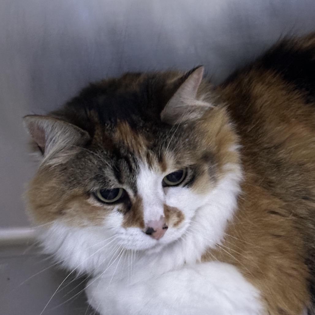 Enlarge Freya, a Adoptable Domestic Short Hair in Coos Bay, OR image 1/1