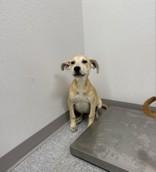 Enlarge Rip, an adopted Black Mouth Cur in Huntsville , TX image 1/1