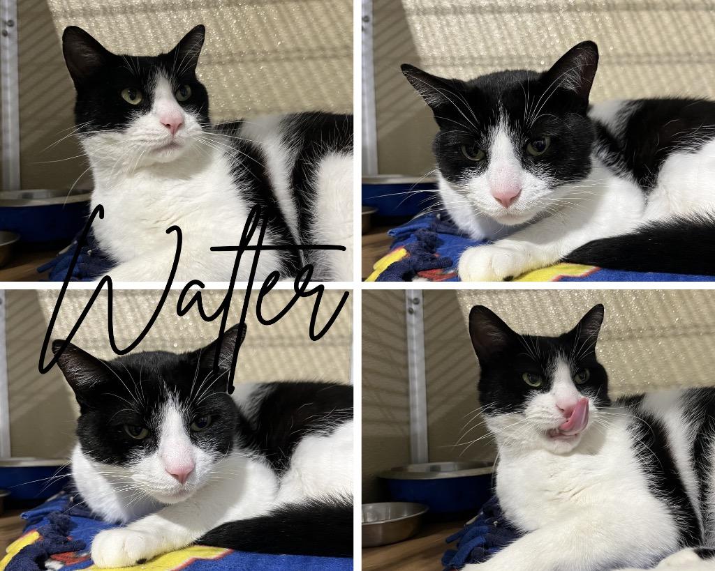 Walter- SPONSORED- silo, Adoptable, Adult Male Domestic Short Hair.