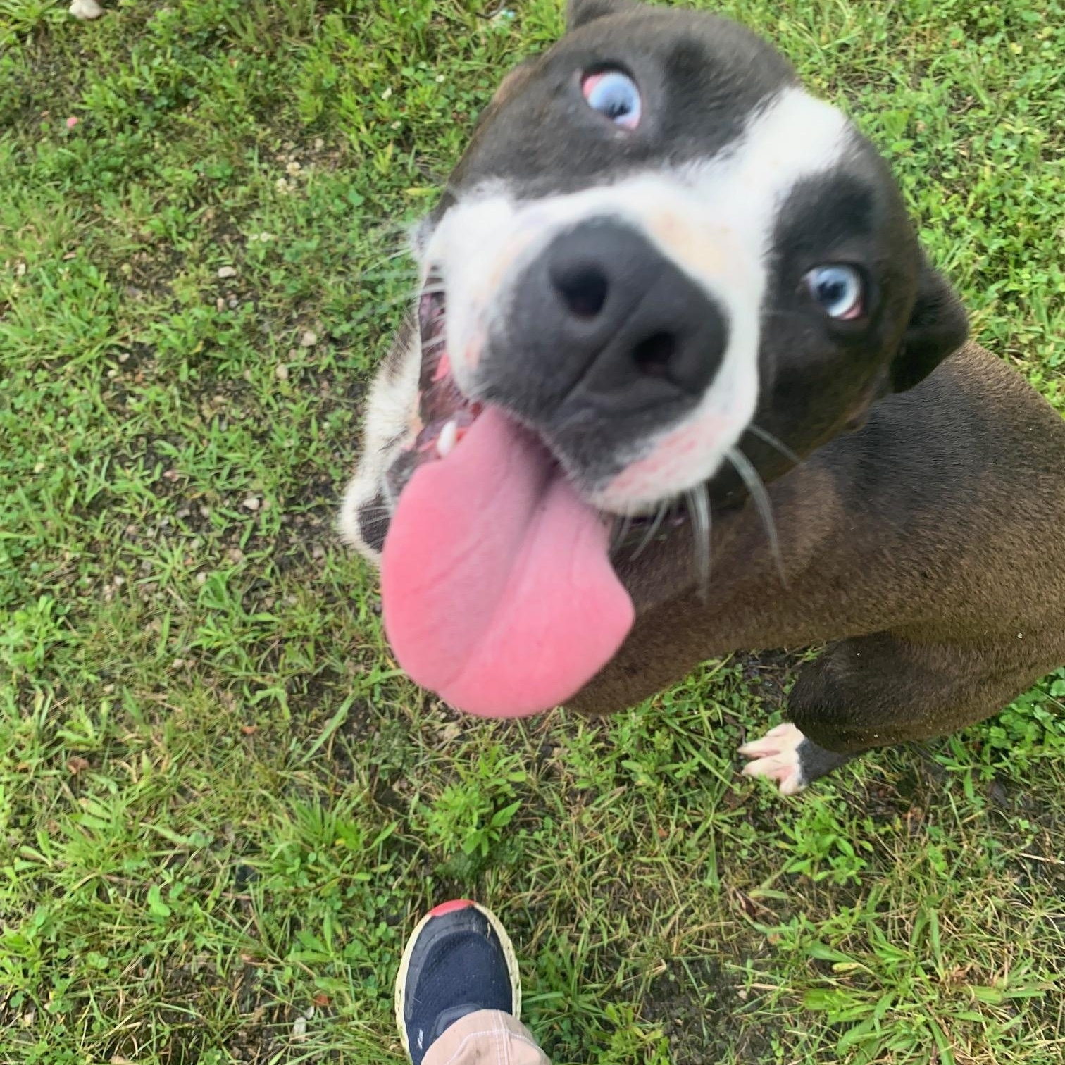 Enlarge Krystal, a Adopted mixed breed in McArthur, OH image 2/3