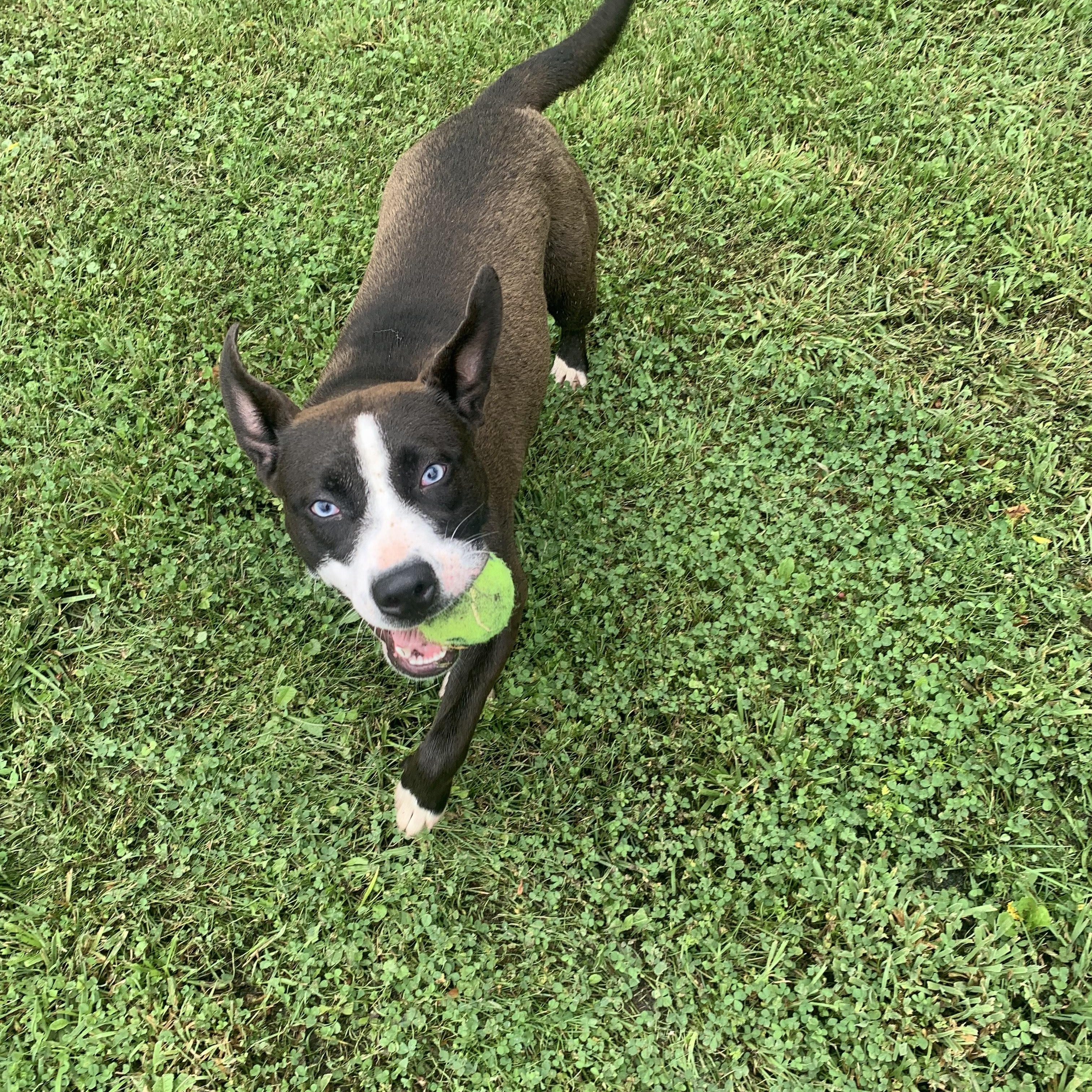 Enlarge Krystal, a Adopted mixed breed in McArthur, OH image 3/3