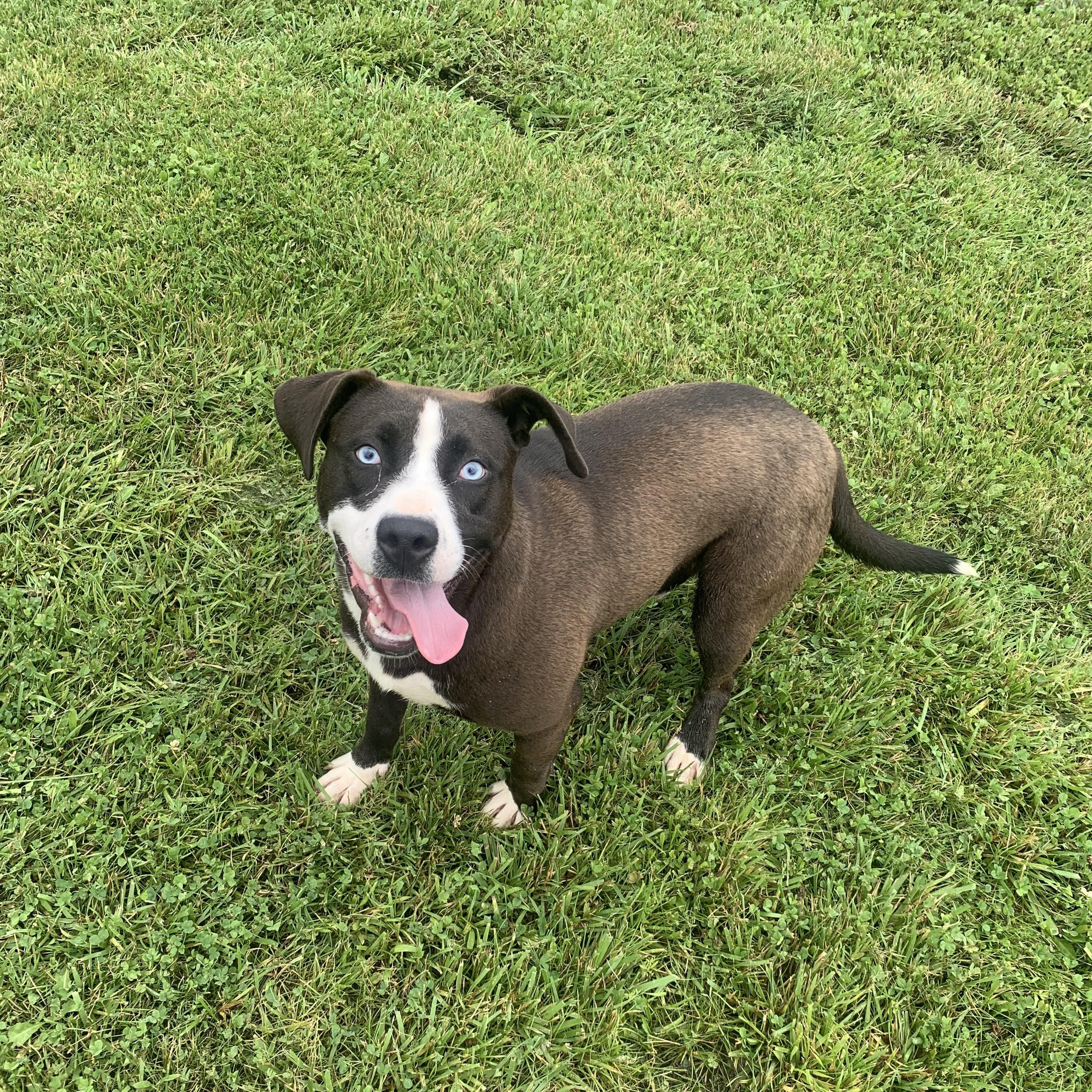 Enlarge Krystal, a Adopted mixed breed in McArthur, OH image 1/3