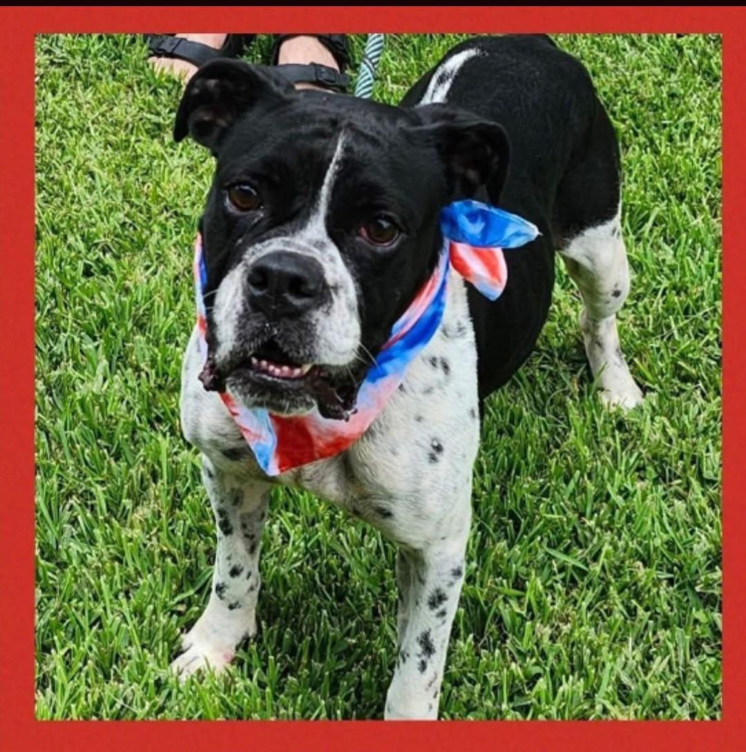 Beautiful Bella Boxer Dog