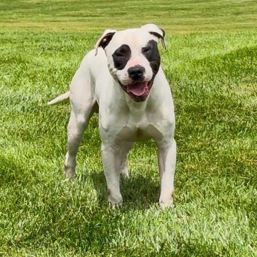 Panda, Adoptable, Adult Male Pit Bull Terrier.